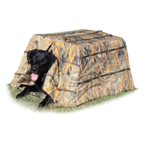 Beavertail Dog Sitting in Dog Blind Karma