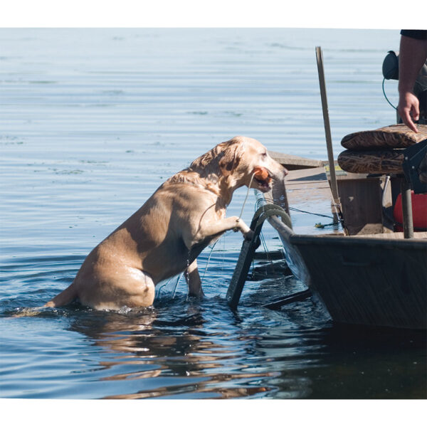 Beavertail Dog Climbing up Dog Ladder into Boat