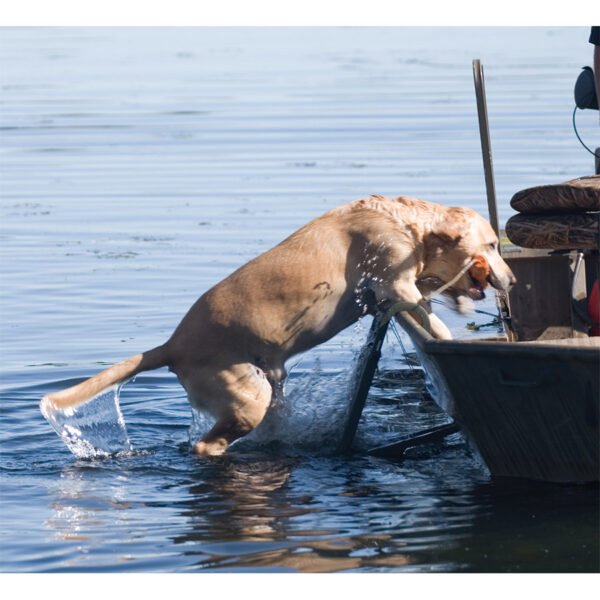 Beavertail Dog Climbing up Dog Ladder into Boat