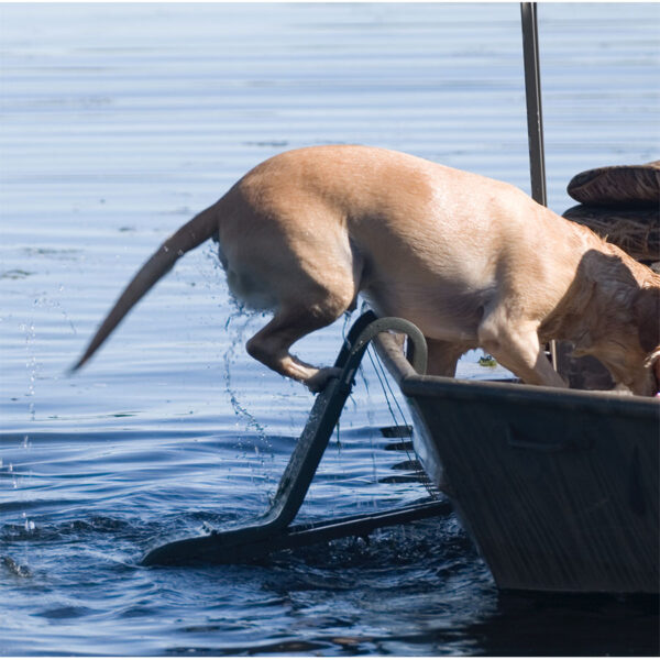 Beavertail Dog Climbing up Dog Ladder into Boat