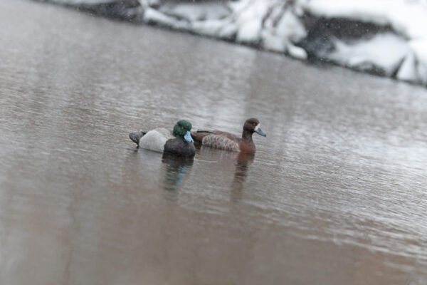Beavertail DOA Decoys Canvasback and Bluebill Floaters Open Water Series Water Decoys for Waterfowl Duck Hunting
