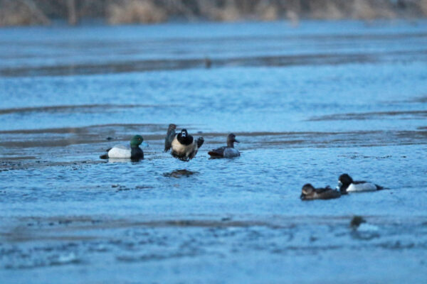 Beavertail DOA Decoys Canvasback Floaters Open Water Series Water Decoys for Waterfowl Duck Hunting