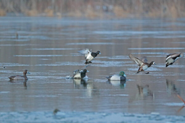 Beavertail DOA Decoys Canvasback Floaters Open Water Series Water Decoys for Waterfowl Duck Hunting