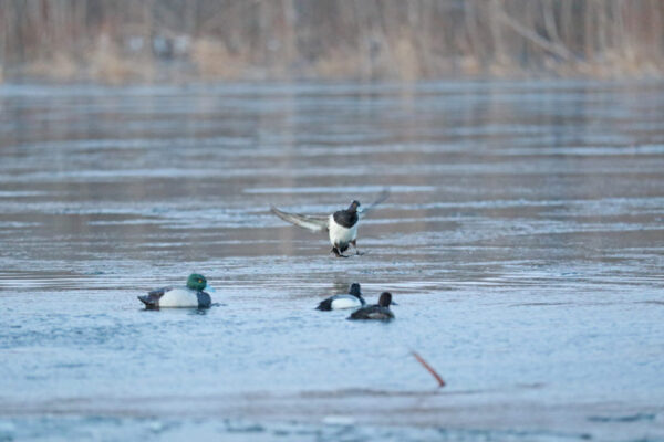 Beavertail DOA Decoys Canvasback Floaters Open Water Series Water Decoys for Waterfowl Duck Hunting