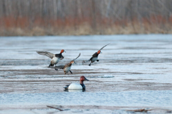 Beavertail DOA Decoys Canvasback Floaters Open Water Series Water Decoys for Waterfowl Duck Hunting