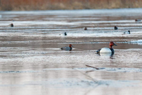 Beavertail DOA Decoys Canvasback Floaters Open Water Series Water Decoys for Waterfowl Duck Hunting