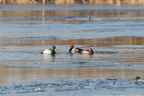 Beavertail DOA Decoys Canvasback Floaters Open Water Series Water Decoys set up in water for Waterfowl Duck Hunting