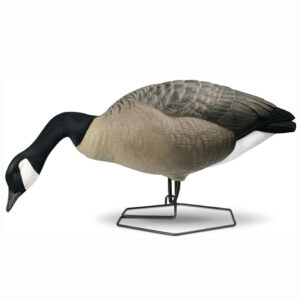 Beavertail DOA Decoys Full Body Goose Dominator Series Field Decoys for Goose Hunting