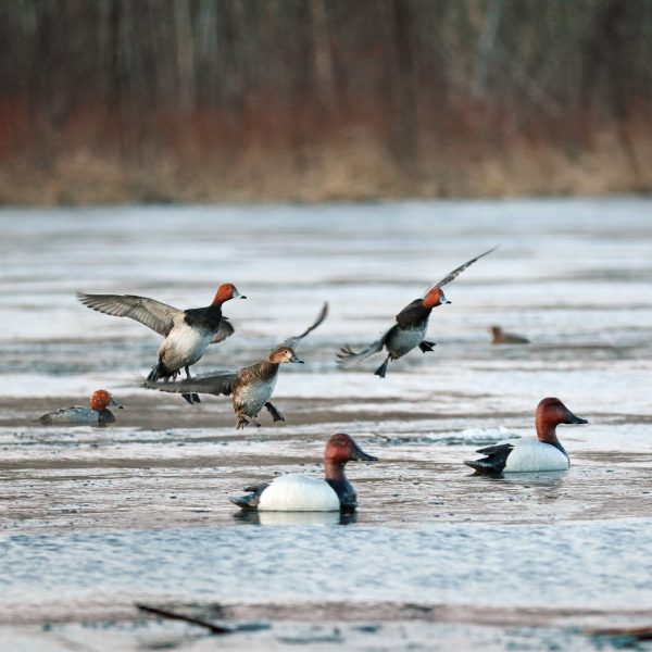 Open Water Series Canvasback Floater Pack - Image 7