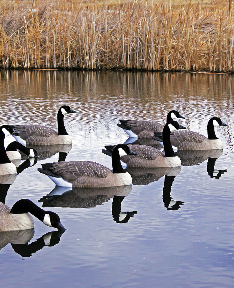Beavertail DOA Decoys Floating Goose Decoys Lifestyle in Water for Goose Hunting