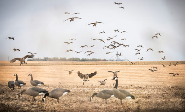 Beavertail Live Geese Flying into Field with DOA Decoys Full Body Goose Field Decoys for Goose Hunting