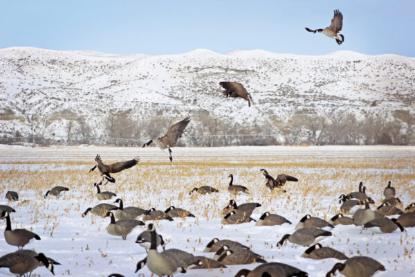 Beavertail Live Geese Flying into Field with DOA Decoys Full Body Goose Dominator Series Field Decoys for Goose Hunting