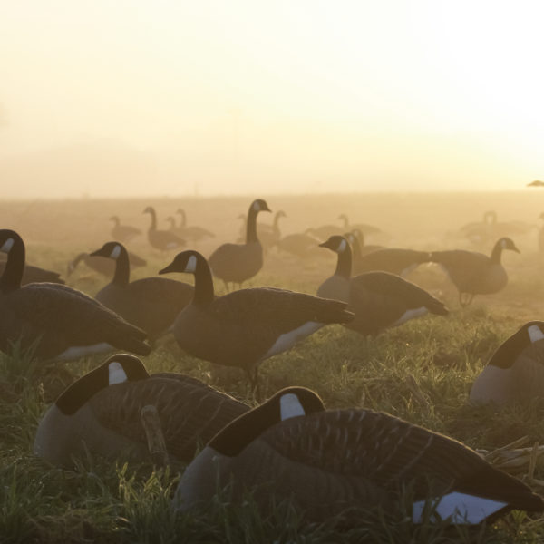 Beavertail DOA Decoys Rogue Series Goose Sleeper Shells Lifestyle in Field for Goose Hunting