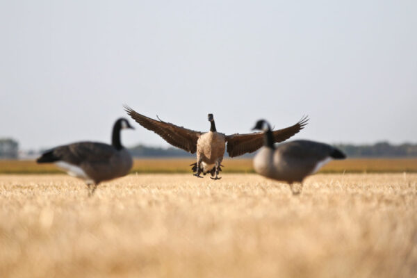Beavertail Live Goose Flying into Field with DOA Decoys Full Body Goose Field Decoys for Field Goose Hunting