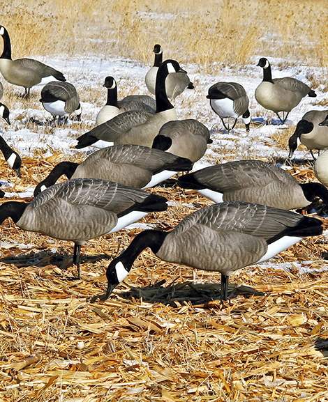 Beavertail DOA Decoys Full Body Goose Feeder Field Lifestyle for Goose Hunting