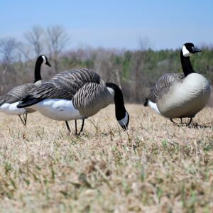 Beavertail Dominator Series Full Body Decoys for Goose Hunting