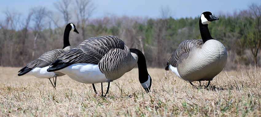 Press Release: Dominator Series Full Body Goose Decoys
