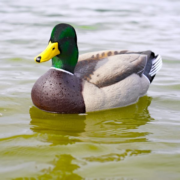 Cowboy Pack Flocked Head Mallards - Image 5