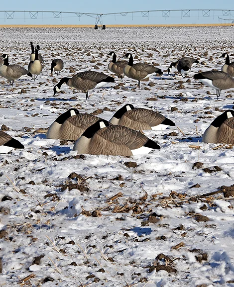 Beavertail DOA Decoys Rogue Series Goose Sleeper Shells Lifestyle for Goose Hunting