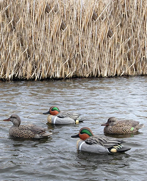 Beavertail DOA Decoys Greenwing Teal Floaters Refuge Series Water Decoys Beavertail Upright Hen Mallard Floater Refuge Series Water Decoys for Waterfowl Duck Hunting