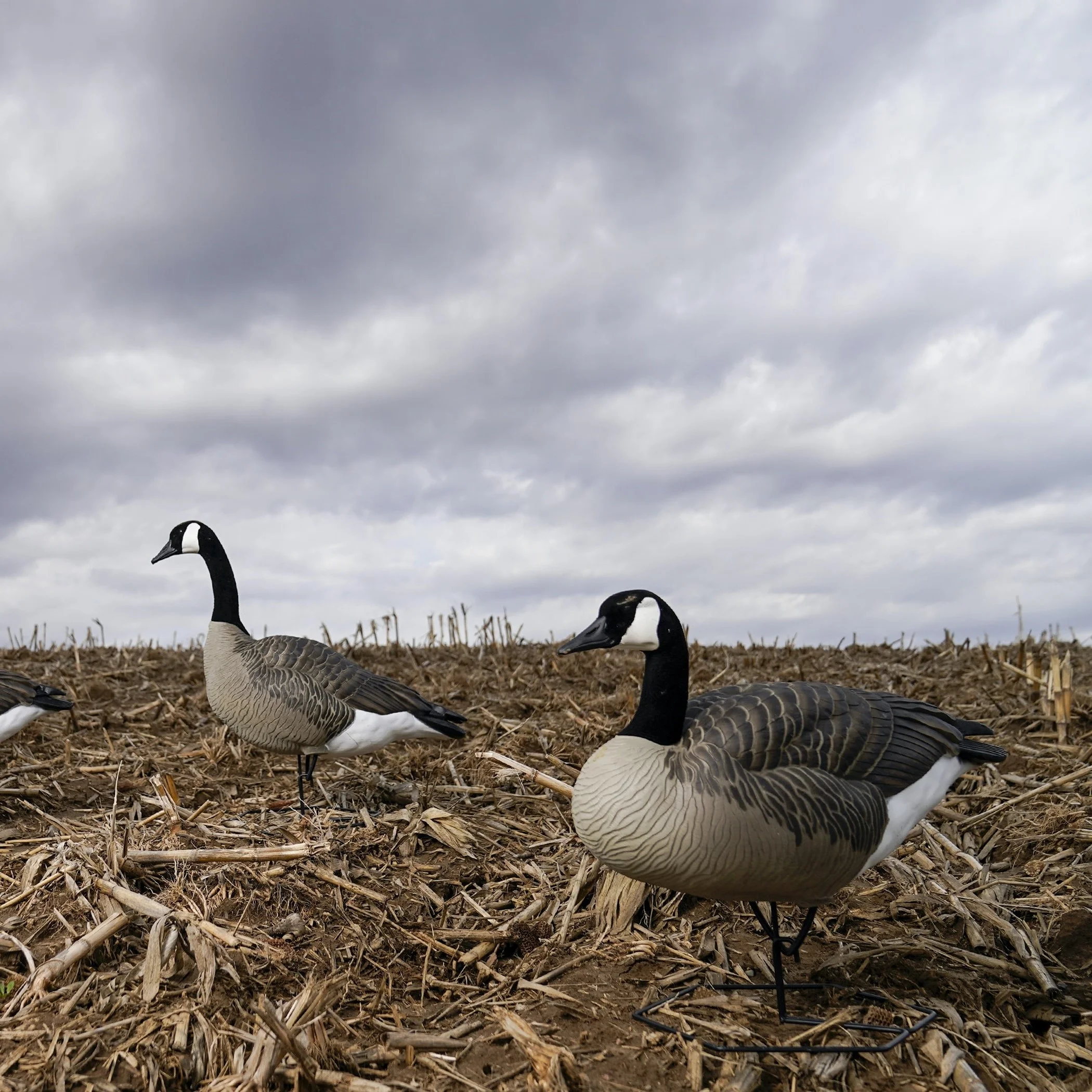 Dominator Series Full Body Decoys - Image 6